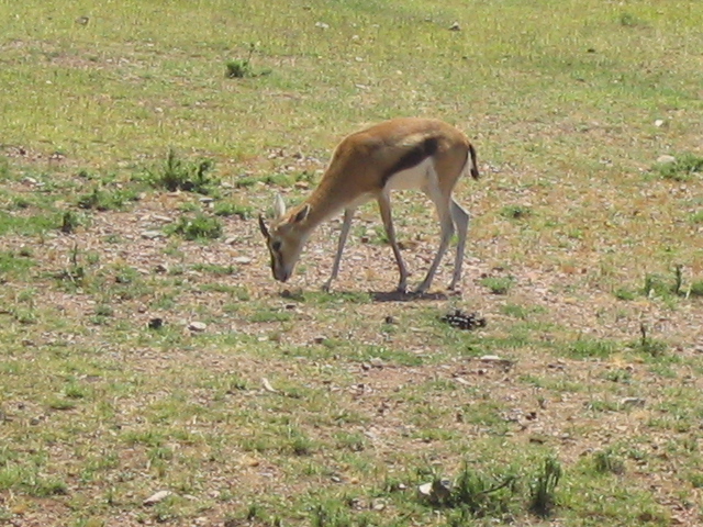 618x457 pixels (238K)